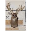 Image 2 : Big 18-Point WHITETAIL DEER Buck Shoulder Mount
