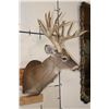 Image 3 : Big 18-Point WHITETAIL DEER Buck Shoulder Mount