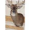 Image 6 : Big 18-Point WHITETAIL DEER Buck Shoulder Mount