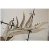 Image 9 : Big 18-Point WHITETAIL DEER Buck Shoulder Mount