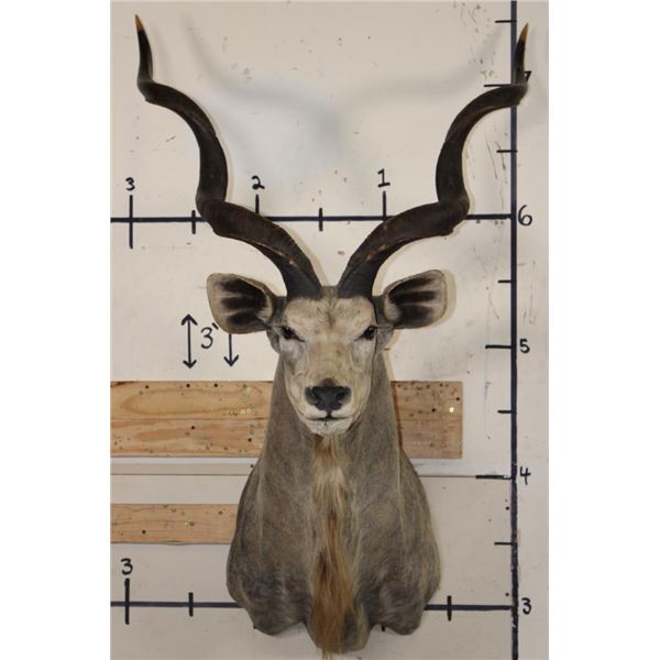 Big KUDU Shoulder Mount