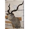 Image 2 : Big KUDU Shoulder Mount