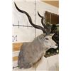 Image 3 : Big KUDU Shoulder Mount