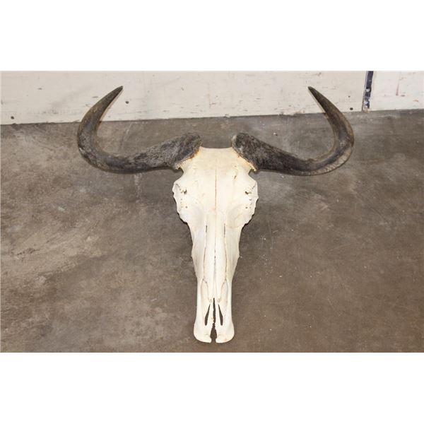 BLUE WILDEBEEST Skull