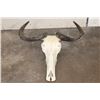 Image 1 : BLUE WILDEBEEST Skull