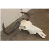 Image 3 : BLUE WILDEBEEST Skull