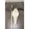 Image 5 : BLUE WILDEBEEST Skull