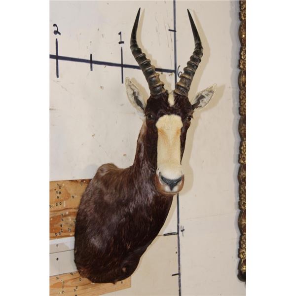 BLESBOK Shoulder Mount