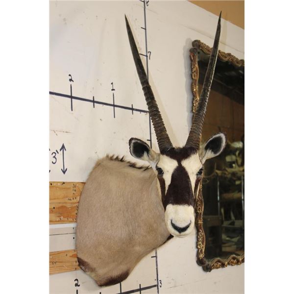 GEMSBOK Shoulder Mount
