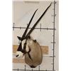 Image 2 : GEMSBOK Shoulder Mount