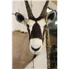 Image 6 : GEMSBOK Shoulder Mount