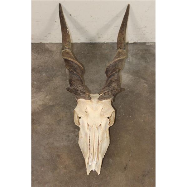 Big ELAND Skull