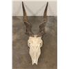 Image 1 : Big ELAND Skull