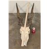 Image 2 : Big ELAND Skull