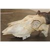 Image 7 : Big ELAND Skull