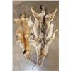 Image 1 : (1) RED FOX Hide and (1) COYOTE Hide (ONE$)