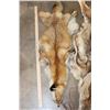 Image 2 : (1) RED FOX Hide and (1) COYOTE Hide (ONE$)