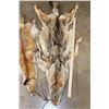 Image 3 : (1) RED FOX Hide and (1) COYOTE Hide (ONE$)
