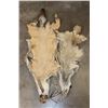 Image 4 : (1) RED FOX Hide and (1) COYOTE Hide (ONE$)