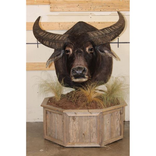 Big WATER BUFFALO on a Rustic Wood Pedestal with Wheels