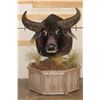 Image 1 : Big WATER BUFFALO on a Rustic Wood Pedestal with Wheels