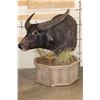 Image 3 : Big WATER BUFFALO on a Rustic Wood Pedestal with Wheels