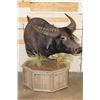 Image 4 : Big WATER BUFFALO on a Rustic Wood Pedestal with Wheels