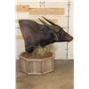 Image 5 : Big WATER BUFFALO on a Rustic Wood Pedestal with Wheels