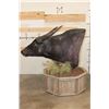Image 6 : Big WATER BUFFALO on a Rustic Wood Pedestal with Wheels