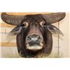 Image 9 : Big WATER BUFFALO on a Rustic Wood Pedestal with Wheels