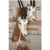 Image 10 : *TEXAS RESIDENTS ONLY* Double (2) SCIMITAR HORNED ORYX Pedestal Mount
