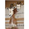 Image 11 : *TEXAS RESIDENTS ONLY* Double (2) SCIMITAR HORNED ORYX Pedestal Mount