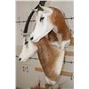 Image 13 : *TEXAS RESIDENTS ONLY* Double (2) SCIMITAR HORNED ORYX Pedestal Mount