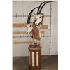 Image 14 : *TEXAS RESIDENTS ONLY* Double (2) SCIMITAR HORNED ORYX Pedestal Mount