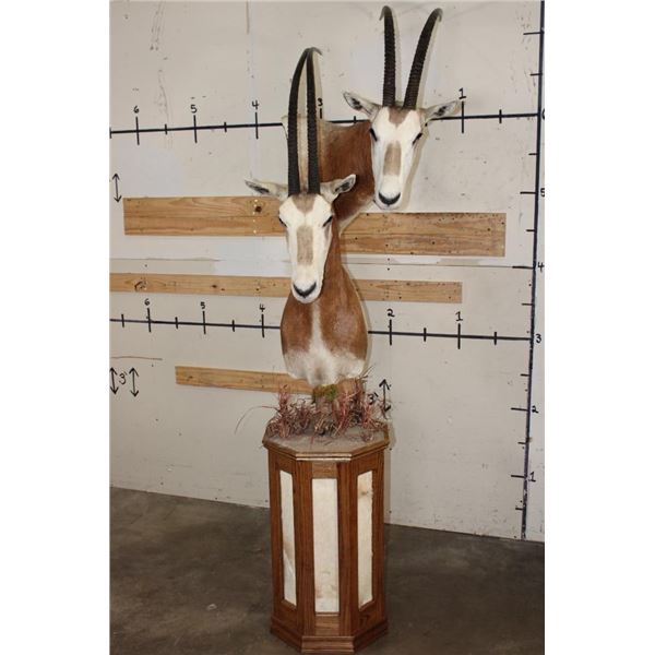 *TEXAS RESIDENTS ONLY* Double (2) SCIMITAR HORNED ORYX Pedestal Mount