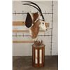 Image 2 : *TEXAS RESIDENTS ONLY* Double (2) SCIMITAR HORNED ORYX Pedestal Mount