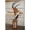 Image 4 : *TEXAS RESIDENTS ONLY* Double (2) SCIMITAR HORNED ORYX Pedestal Mount