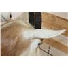 Image 7 : *TEXAS RESIDENTS ONLY* Double (2) SCIMITAR HORNED ORYX Pedestal Mount