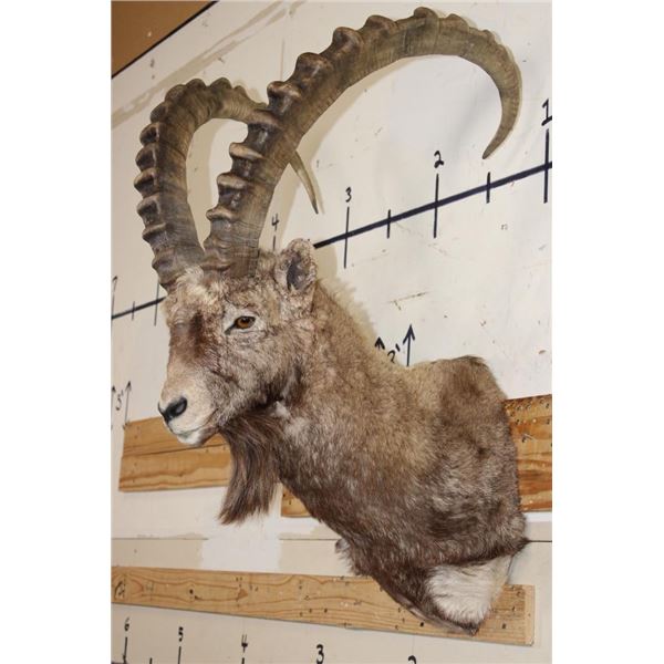 Big SIBERIAN IBEX Shoulder  Mount
