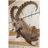 Image 1 : Big SIBERIAN IBEX Shoulder  Mount