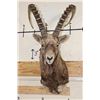 Image 2 : Big SIBERIAN IBEX Shoulder  Mount
