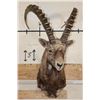 Image 3 : Big SIBERIAN IBEX Shoulder  Mount