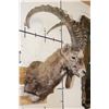 Image 4 : Big SIBERIAN IBEX Shoulder  Mount