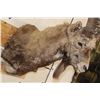 Image 5 : Big SIBERIAN IBEX Shoulder  Mount