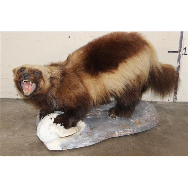 Life-sized WOLVERINE on a Base with a ROCK PTARMIGAN