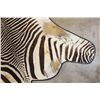Image 7 : XL ZEBRA Hide Rug with a Carpet Backing and Leather Piping