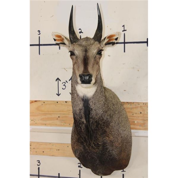 Big NILGAI Shoulder Mount