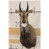 Image 1 : Big NILGAI Shoulder Mount