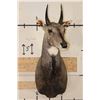 Image 2 : Big NILGAI Shoulder Mount