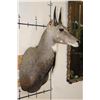 Image 3 : Big NILGAI Shoulder Mount